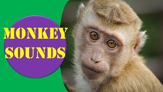 Monkey Sounds  Monkey Sound Effect  Animal Sounds [upl. by Brant968]