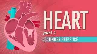 The Heart Part 1  Under Pressure Crash Course Anatomy amp Physiology 25 [upl. by Ginger]