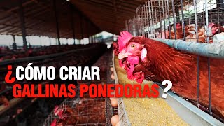 La Crianza de GALLINAS PONEDORAS o de POSTURA  Paso a Paso [upl. by Yeldnarb33]