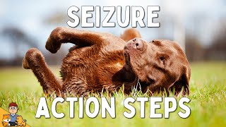 What to Do When Your Dog has a Seizure [upl. by Anma]