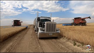 The Best Wheat Harvest Video on YouTube [upl. by Baptlsta]