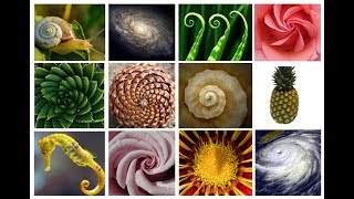 The AMAZING Fibonacci SpiralSequence  Extended Version [upl. by Heyra]