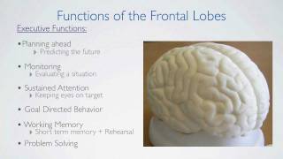 Frontal Lobes Functions [upl. by Asilet]