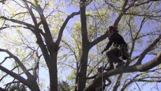 Large Tree Pruning [upl. by Chesna]