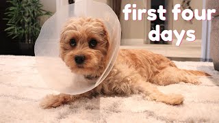 Cavapoo Puppy Spay Experience  What to Expect and Our Decision [upl. by Ahsemik223]