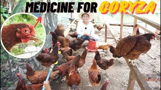 EP 4 HOW TO TREAT CORYZA IN CHICKENS [upl. by Vittorio]