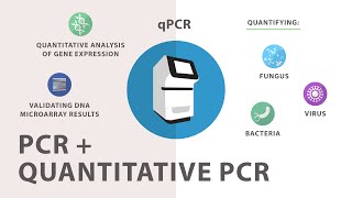 3 Polymerase Chain Reaction PCR  Quantitative PCR qPCR [upl. by Grussing]