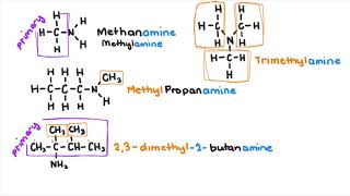 Amines and Amides [upl. by Airakaz]