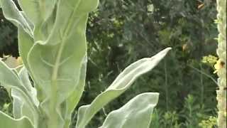 Mullein Verbascum Thapsus For Back amp Nerve Pain [upl. by Tommi]