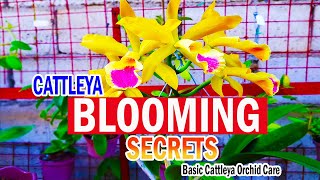 SECRETS on BLOOMING CATTLEYA  Cattleya Orchid Care [upl. by Burchett]