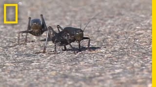 Giant Swarm of Mormon Crickets  National Geographic [upl. by Gristede]