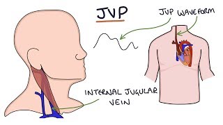 Understanding Jugular Venous Pressure JVP [upl. by Llenal]