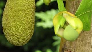 Plant Profile The Jackfruit [upl. by Aley857]