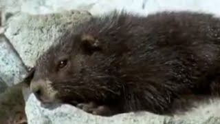 Cute Marmots Waking Up from Hybernation  BBC Studios [upl. by Nosnevets]