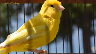 canary singing video  the best canary training song 40 minutes [upl. by Nilla]