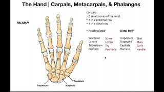 Bones and Joints of the Hand [upl. by Edbert]