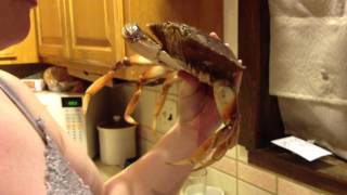 Boiling Live Crab [upl. by Naivaf]