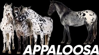 Equine 411 Appaloosa [upl. by Philis258]