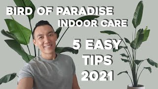 Bird of Paradise Indoor Care  5 Easy Care Tips  Strelitzia Nicolai amp Reginae Plant Tips [upl. by Nayrb]