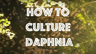 How To Culture Daphnia Magna [upl. by Marya230]