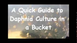 How to culture daphnia outside [upl. by Wills337]