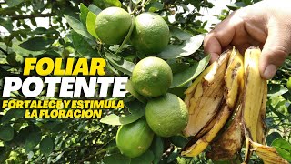 Potente Foliar Fortalece y Estimula la Floración en tus Cítricos y en Cualquier Planta frutal [upl. by Ahseekat]