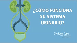 ¿Cómo Funciona Su Sistema Urinario  Urology Care Foundation [upl. by Bradski273]