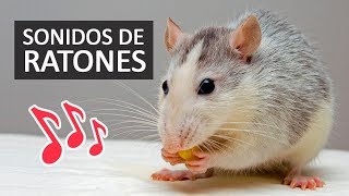 SONIDOS DE RATONES Efectos de Sonido HD [upl. by Atreb]