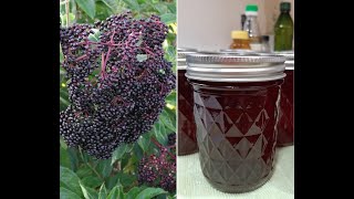 Elderberry Syrup  Harvest To Canned [upl. by Wildee]