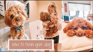 How To Quickly amp Properly Train Your Puppy  Archie The Cavapoo [upl. by Janyte]