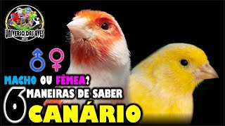 CANÁRIO  6 DICAS PARA DESCOBRIR SE É MACHO OU FÊMEA [upl. by Rozamond]