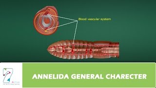 ANNELIDA GENERAL CHARECTER [upl. by Milli]