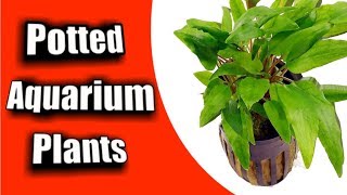 Simple Guide to Planting a NEW quotPotted Aquarium Plantquot [upl. by Akiam]