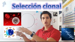 Selección clonal Inmunología EN 3 MINUTOS [upl. by Alejna311]