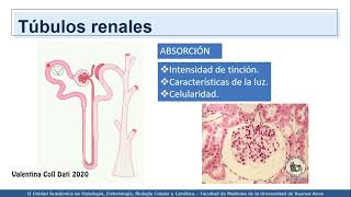 VIDEHISTO 33  Sistema urinario  Generalidades [upl. by Ecyrb]