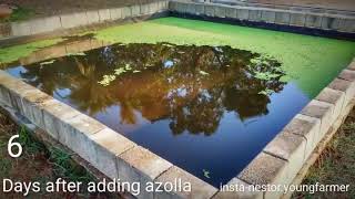 Fast azolla growth in 9 days [upl. by Notlef]