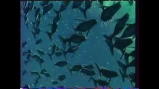 Fantasia 2000  VHS Trailer [upl. by Oralie]