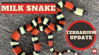 Milk Snake How To Setup Enclosure 2020 [upl. by Salim]