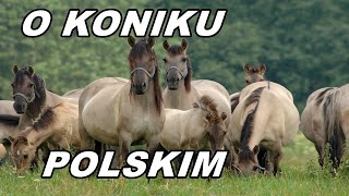 Konik Polski Rasy Koni [upl. by Leakim307]