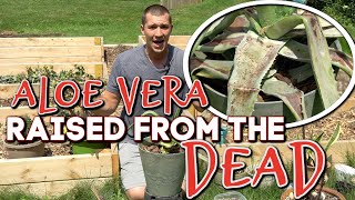 How we SAVED our DYING ALOE VERA [upl. by Donalt356]