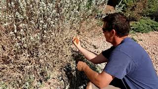 Texas Sage Bush Trimming EASY garden [upl. by Einahpet825]