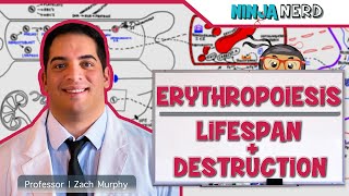 Hematology  Erythropoiesis Lifespan amp Destruction Part 2 [upl. by Darlleen872]