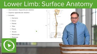 Lower Limb Surface Anatomy amp Osteology – Anatomy  Lecturio [upl. by Eppesuig]