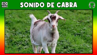 SONIDO DE CABRA 🐐 [upl. by Lewls]