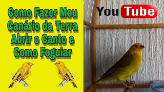 Como Fazer Meu Canário da Terra Abrir o Canto e Como FoguearDicas de Canário da Terra [upl. by Anerys]