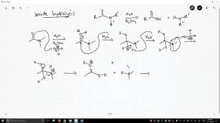 mechanism of amide hydrolysis [upl. by Na]