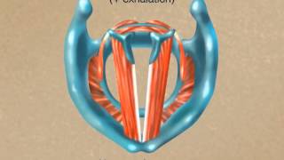 How the Larynx Produces Sound [upl. by Brubaker386]