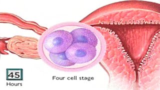 How The Embryo Develops After Fertilisation  Human Development Animation  Zygote Cell Division Vid [upl. by Os]