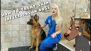 How to Treat Skin Infections in Dogs  Pyoderma [upl. by Erastes]