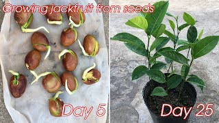 How to grow jackfruit from seeds  how to grow jackfruit in pot [upl. by Aime]